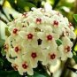 Hoya Carnosa Flower Seeds Milky White with Dark Red Centre 50 PCS Seeds