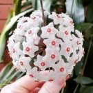 Hoya Carnosa Plant Seed Garden Plant 15 PCS Seeds