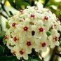 Hoya Carnosa Plant Seed Garden Plant 15 PCS Seeds