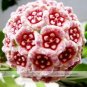 Hoya Carnosa Plant Seed Garden Plant 15 PCS Seeds