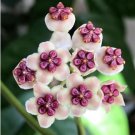 Hoya Carnosa Seeds White and Dark Red Bi-color 100 PCS Seeds