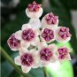 Hoya Carnosa Seeds White and Dark Red Bi-color 100 PCS Seeds