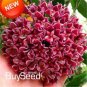 Hoya Carnosa Seeds White and Dark Red Bi-color 100 PCS Seeds