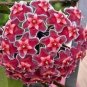Hoya Carnosa Seeds White and Dark Red Bi-color 100 PCS Seeds