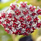 Hoya Flower Flores Rare Perennial Plant Hoya Carnosa 100 PCS Seeds Hoya Flower Flores Rare Perennial Plant Hoya Carnosa 100 PCS Seeds