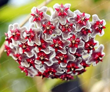 Hoya Flower Flores Rare Perennial Plant Hoya Carnosa 100 PCS Seeds