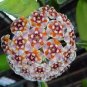 Hoya Flower Flores Rare Perennial Plant Hoya Carnosa 100 PCS Seeds
