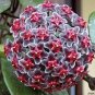 Hoya Flower Flores Rare Perennial Plant Hoya Carnosa 100 PCS Seeds