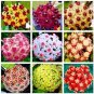 Hoya Flower Flores Rare Perennial Plant Hoya Carnosa 100 PCS Seeds