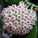Hoya Flower Flores Rare Perennial Plant Hoya Carnosa Plante Bonsai plantas 100 PCS Seeds Hoya Flower Flores Rare Perennial Plant Hoya Carnosa Plante Bonsai plantas 100 PCS Seeds