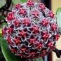 Hoya Flower Flores Rare Perennial Plant Hoya Carnosa Plante Bonsai plantas 100 PCS Seeds