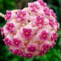 Hoya Flower Flores Rare Perennial Plant Hoya Carnosa Plante Bonsai plantas 100 PCS Seeds