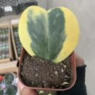 Hoya Kerrii Bonsai Hybrid 100 PCS Seeds