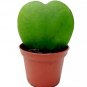 Hoya kerrii Seeds December orchid Family Bonsai Garden Supplies 100 PCS Seeds