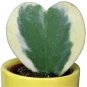 Hoya Kerrii 'Variegate' Seeds Sweetheart Plant Lucky-Heart Succulent 100 PCS Seeds