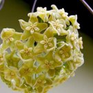 Hoya Seeds Light Yellow with Light Pink Centre 20 PCS Seeds