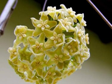 Hoya Seeds Light Yellow with Light Pink Centre 20 PCS Seeds