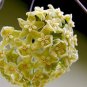 Hoya Seeds Light Yellow with Light Pink Centre 20 PCS Seeds