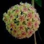 Hoya Seeds Light Yellow with Light Pink Centre 20 PCS Seeds
