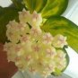 Hoya Seeds Light Yellow with Light Pink Centre 20 PCS Seeds