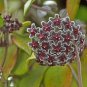 Hoya Seeds Potted Seed Hoya Carnosa Flower 20 PCS Seeds