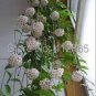 Hoya Seeds Potted Seed Hoya Carnosa Flower 20 PCS Seeds