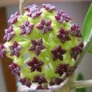 Hoya Seeds Rare Rocket Hoya Flower Seeds Perennial Plants Carnosa 100 PCS Seeds Hoya Seeds Rare Rocket Hoya Flower Seeds Perennial Plants Carnosa 100 PCS Seeds