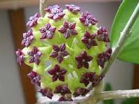 Hoya Seeds Rare Rocket Hoya Flower Seeds Perennial Plants Carnosa 100 PCS Seeds