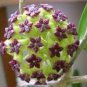 Hoya Seeds Rare Rocket Hoya Flower Seeds Perennial Plants Carnosa 100 PCS Seeds