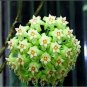 Hoya Seeds Rare Rocket Hoya Flower Seeds Perennial Plants Carnosa 100 PCS Seeds
