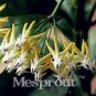 Hoya Seeds Rare Rocket Hoya Flower Seeds Perennial Plants Carnosa 100 PCS Seeds
