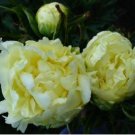 Huang Huakui Golden Yellow Peony Flowers 5 PCS Seeds Huang Huakui Golden Yellow Peony Flowers 5 PCS Seeds