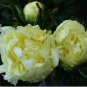 Huang Huakui Golden Yellow Peony Flowers 5 PCS Seeds