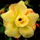 Huangmao' Yellow Desert Rose 2 PCS Seeds