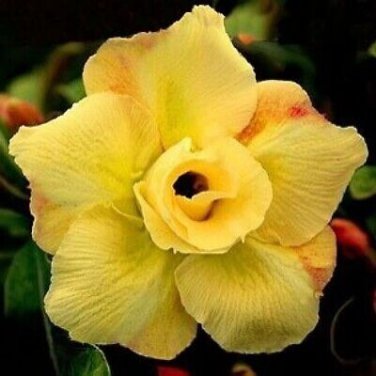 Huangmao' Yellow Desert Rose 2 PCS Seeds