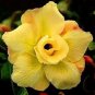 Huangmao' Yellow Desert Rose 2 PCS Seeds
