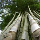 Huge Dragon Bamboo Giant Bambu Tree 100 PCS Seeds Huge Dragon Bamboo Giant Bambu Tree 100 PCS Seeds