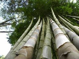 Huge Dragon Bamboo Giant Bambu Tree 100 PCS Seeds