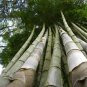 Huge Dragon Bamboo Giant Bambu Tree 100 PCS Seeds