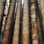 Huge Dragon Bamboo Giant Bambu Tree 100 PCS Seeds
