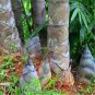 Huge Dragon Bamboo Giant Bambu Tree 100 PCS Seeds