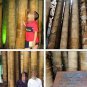 Huge Dragon Bamboo Giant Bambu Tree 100 PCS Seeds
