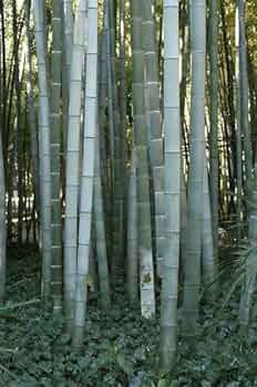 Huge Phyllostachys Pubescens Moso Bamboo 200 PCS Seeds