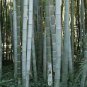 Huge Phyllostachys Pubescens Moso Bamboo 200 PCS Seeds