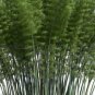 Huge Phyllostachys Pubescens Moso Bamboo 200 PCS Seeds