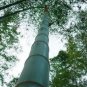 Huge Phyllostachys Pubescens Moso Bamboo 200 PCS Seeds