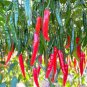 Hu'nan Green Long Hot Chili 30 PCS Seeds