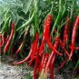 Hu'nan Green Long Hot Chili 30 PCS Seeds