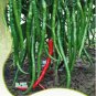 Hu'nan Green Long Hot Chili 30 PCS Seeds