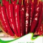 Hunan Red Dried Chili 300 PCS Seeds